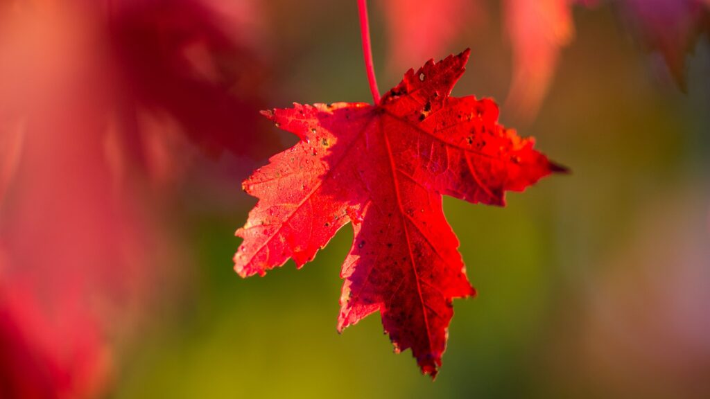 Five benefits of Canadian citizenship