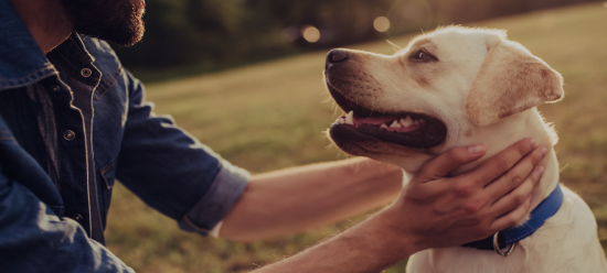 Moving Your Pets to Canada